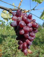 Виноград плодовый Эталон 1 шт