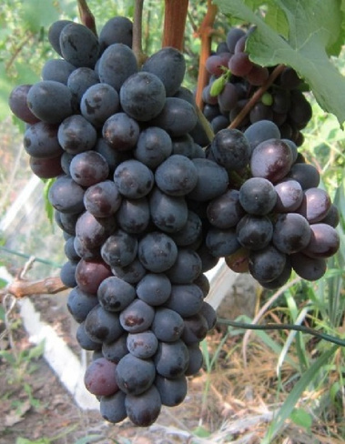Виноград плодовый Гранатовый магарача 1 шт