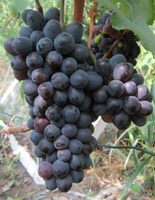 Виноград плодовый Гранатовый магарача 1 шт