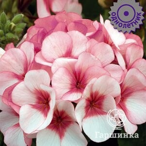 Семена Пеларгония Маверик Бело-розовая 5, Поиск