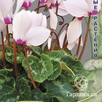 Семена Цикламен персидский Светло-розовый с глазком 2, Поиск