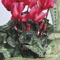 Семена Цикламен персидский Лососево-розовый 2, Поиск