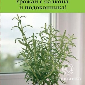 Семена Розмарин лекарственный Росинка (А) 10, Поиск